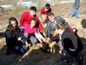 Hem Bursa Yeşillenecek, Hem Köylü Kazanacak