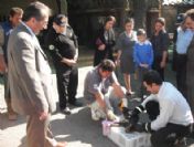 Aç Kalan Vaşak Belediye Yemekhanesine Daldı