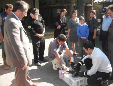 VAŞAK - Aç Kalan Vaşak Belediye Yemekhanesine Daldı