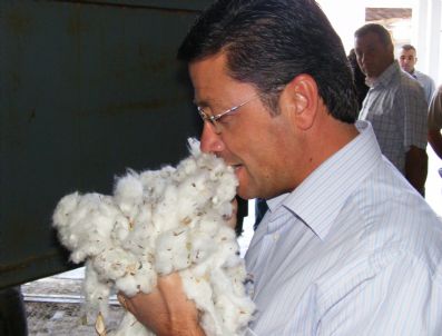 SÖKE OVASı - Pamuk Verimi Yüzde 25 Düştü