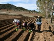 Laleler Anayurduna Döndü