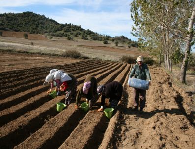 Laleler Anayurduna Döndü