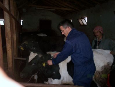 Şap Hastalığı Nedeniyle Kapatılan Gediz Hayvan Pazarı Tekrar Açılıyor