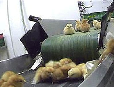 DAILY MAIL - Civcilere akıl almaz işkence