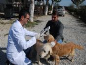 Tire Belediyesinden Evcil Hayvanlara Çip Sistemi