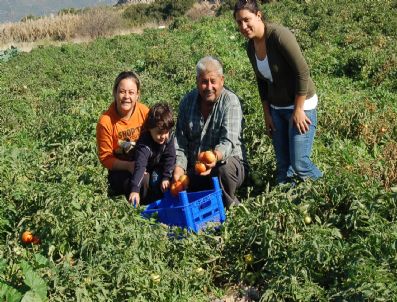 Datçalı Domates Üreticisi Memnun