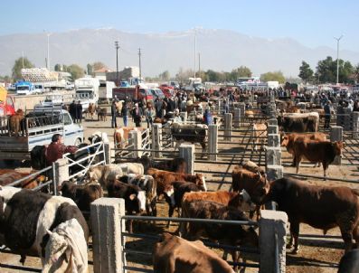 YAŞAR KıLıÇ - Erzincan'da Kurbanlık Telaşı Başladı