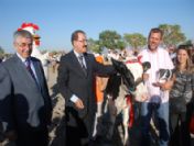 Tarım Fuarında 1. Damızlık İnek Yarışması