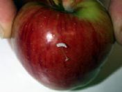 Zayıflamak İsteyenlere Elma Önerisi