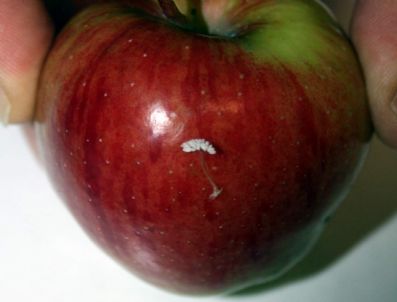 Zayıflamak İsteyenlere Elma Önerisi