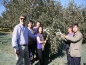 Çin İşi, Japon İşi Zeytin Hasadı