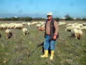 Çobanların Altın Yılı