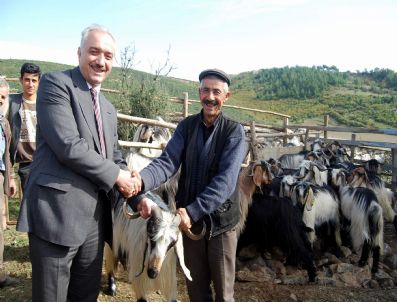 İRFAN TATLıOĞLU - Başkan Tatlıoğlu Hayvan Pazarını Denetledi