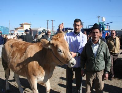 KARAHISAR - Beyşehir'de Kurbanlıklar Alıcı Bekliyor