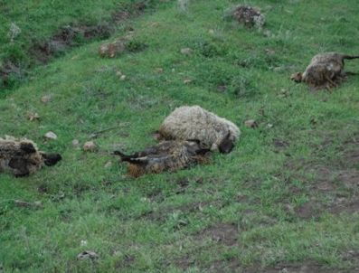 Erzincan'da 52 koyun telef oldu