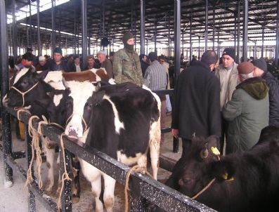 Kütahya'da Kurbanlık Hayvanlar Görücüye Çıktı