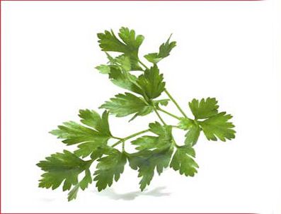 Herşeye her derde maydonoz!