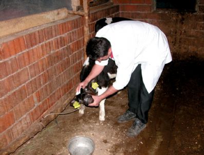 Küpesiz Hayvanlara Ceza