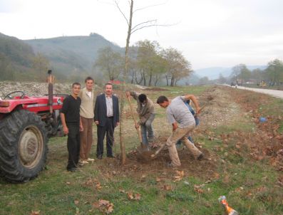 TAŞBURUN - Taşburun'da Gençler Fidan Dikti