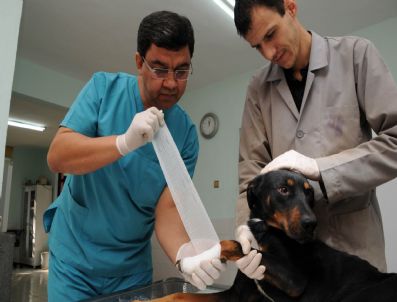 Alo 153 Yaralı Hayvanlara Derman Olacak