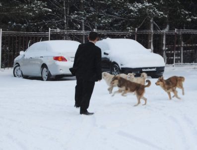 Erzurum'da Kar Yağışı Etkili Oldu