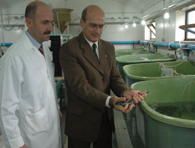 ATILLA ÖZDEMIR - Nesilleri Yok Olmaya Başlayan Balık Türleri