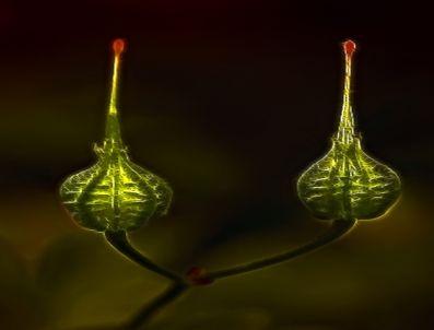 FIRAVUN - Doğanın Resitali Slaytlardan Gönüllere Yansıyacak