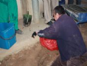Hastanede Kedi Kurtarma Operasyonu