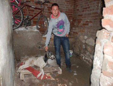 DUTLUCA - Orhangazi'de Köpek Katliamı