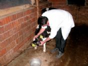 Küpesiz Hayvanlara 500 Tl Ceza Kesilecek