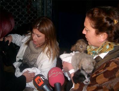 TARıK AKAN - Pet shop yandı evcil hayvanlar telef oldu