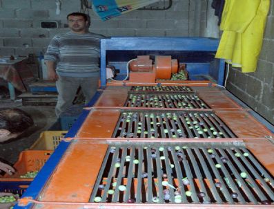 ÇAMLIBEL - Zeytin Elemek Gelir Kapısı Oldu