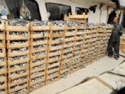 Bir gecede 15 ton sardalye avladı