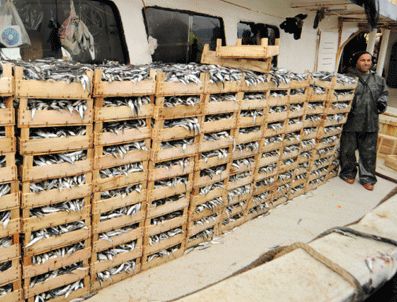 Bir gecede 15 ton sardalye avladı