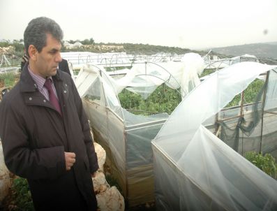 ÜÇTEPE - Domatesler Telef Oldu