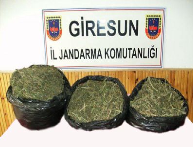 KOVANLıK - Giresun'da Uyuşturucu Operasyonu