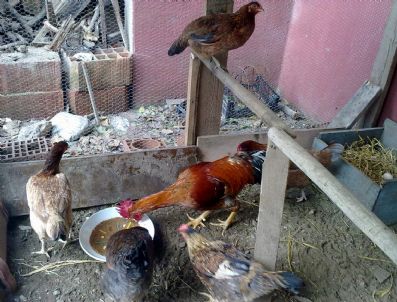 TÜRK İŞ - Mutfak Atıklarından Tavuklara Özel Pizza