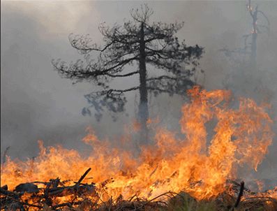 AĞVA - Şile'deki orman yangını kontrol altına alındı