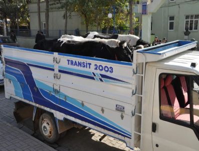 Sınırdan Geçen Kaçak İnekler Yakalandı