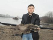 Dev fare görenleri şaşırttı