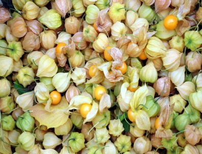 KÜRŞAD TÜZMEN - Yer Kirazı Hasadı Başladı