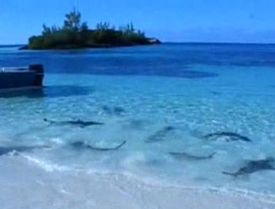 KARAYIP ADALARı - Köpek balıkları cirit atıyor