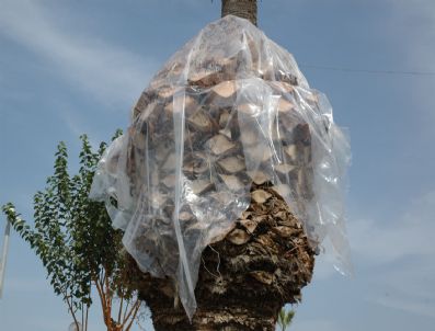 FEROMON - Kuşadası'nda Palmiyelere Böcek Tehdidi