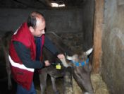 Vezirköprü'de 9 Bin 500 Büyükbaş Hayvan Küpelendi