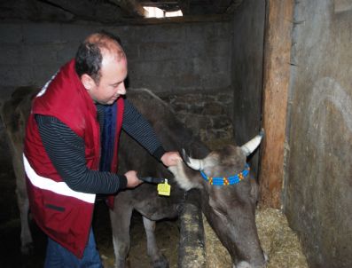 Vezirköprü'de 9 Bin 500 Büyükbaş Hayvan Küpelendi
