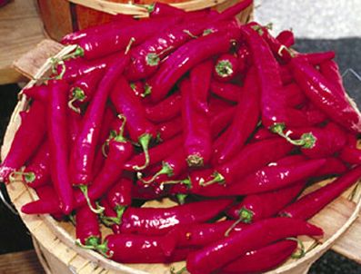 AZTEK - Chili pepper- Biber hakkında bilgiler (Google Logo değiştirdi)