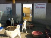 Köpeklere Modern Barınak