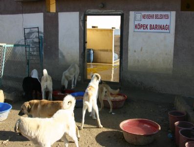 Köpeklere Modern Barınak