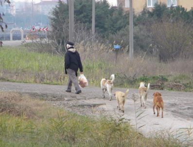 Lapseki'de Sokak Köpekleri Korkutuyor