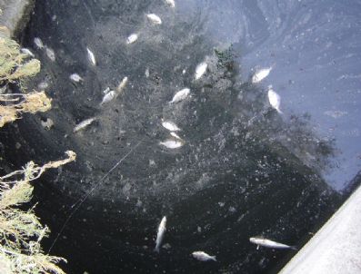 2008 YıLı - Bafa Gölü'nde Bu Yıl Yine Balık Ölümleri Görüldü